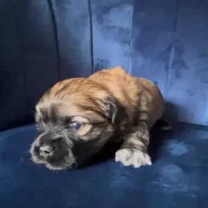 Lhasa Apso x Peke Tzu Puppies - Image 2