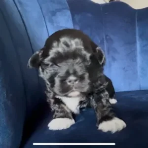 Lhasa Apso x Peke Tzu Puppies - Image 3