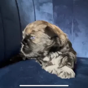 Lhasa Apso x Peke Tzu Puppies - Image 4