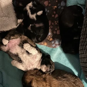 Lhasa Apso x Peke Tzu Puppies - Image 5