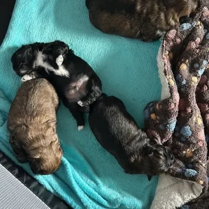 Lhasa Apso x Peke Tzu Puppies - Image 6