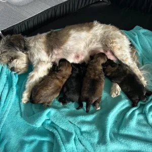Lhasa Apso x Peke Tzu Puppies - Image 7