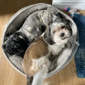 Lhasa Apso x Peke Tzu Puppies - Image 8