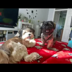 Lhasa Apso x Peke Tzu Puppies