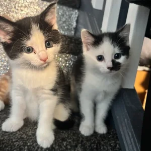 Cute kittens - Image 2
