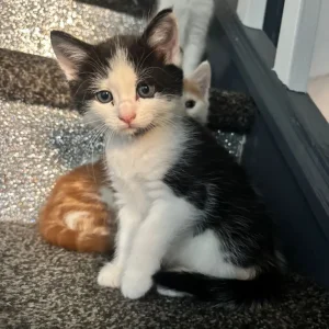Cute kittens - Image 3