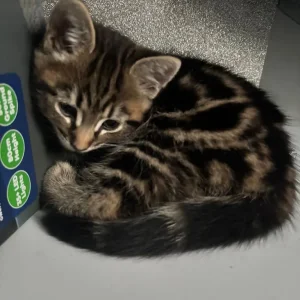 Cute kittens - Image 4