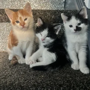 Cute kittens