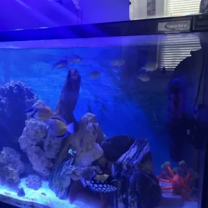 Salt water aquarium - Image 2