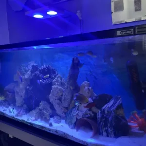 Salt water aquarium - Image 3