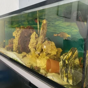 Salt water aquarium - Image 4