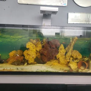 Salt water aquarium - Image 5