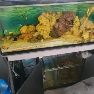 Salt water aquarium - Image 6