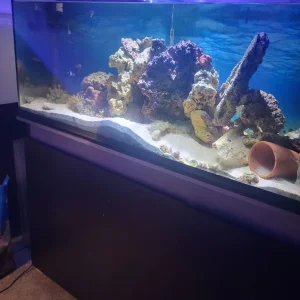 Salt water aquarium - Image 7