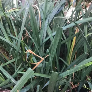 Yellow iris plants - Image 2