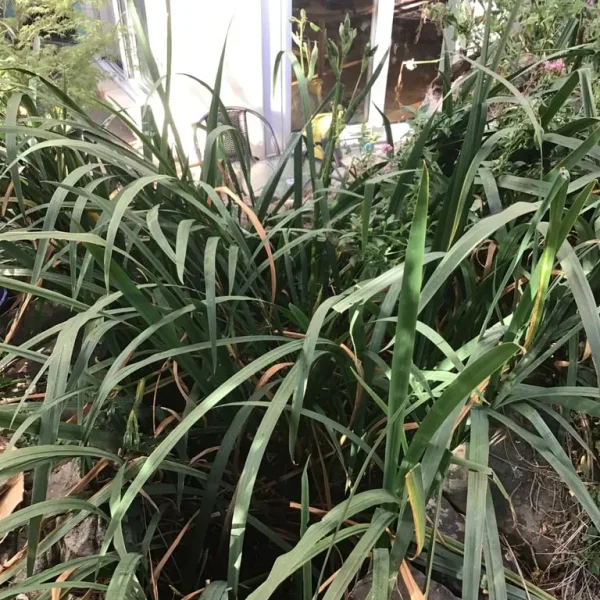 Yellow iris plants