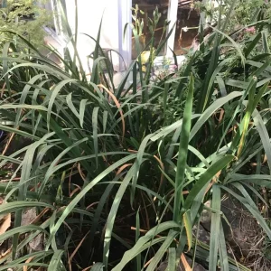 Yellow iris plants