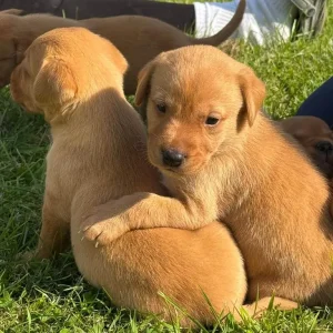 Labrador (fox red) puppies - Image 2