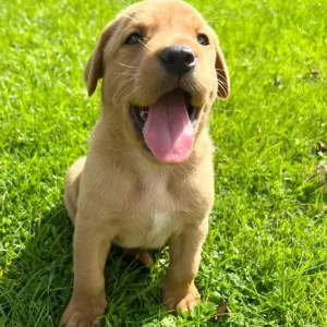 Labrador (fox red) puppies - Image 3