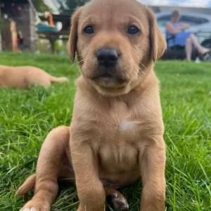 Labrador (fox red) puppies - Image 4