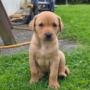 Labrador (fox red) puppies - Image 5