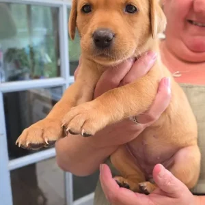 Labrador (fox red) puppies - Image 6
