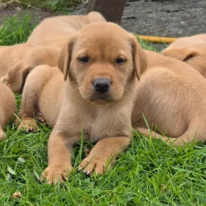 Labrador (fox red) puppies - Image 7