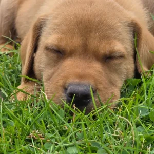 Labrador (fox red) puppies - Image 8