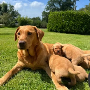 Labrador (fox red) puppies