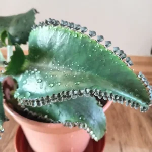 Kalanchoe Laetivirens Mother of Thousands - Image 2