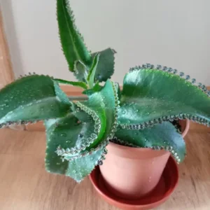 Kalanchoe Laetivirens Mother of Thousands