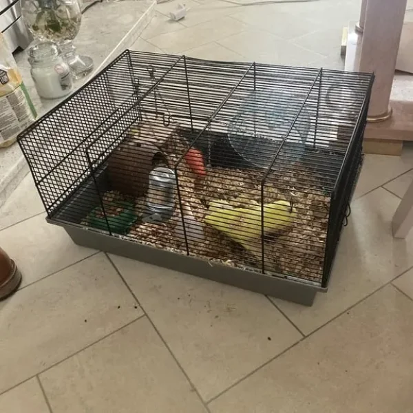 Four-week-old rushing dwarf hamster named Gerald