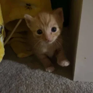 3 Cross Bengal Kittens - Image 2