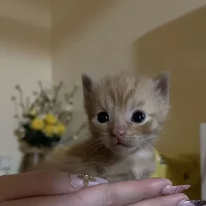 3 Cross Bengal Kittens - Image 3