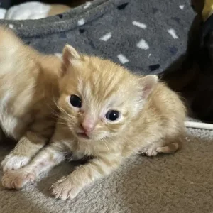 3 Cross Bengal Kittens