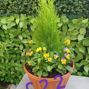 Large plastic planter with plants - Image 2