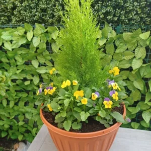 Large plastic planter with plants - Image 4