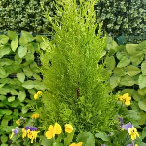 Large plastic planter with plants - Image 5