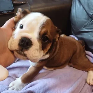 English bulldog puppies - Image 2