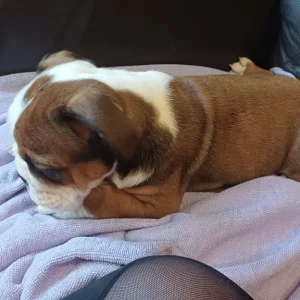 English bulldog puppies - Image 3