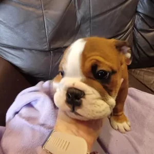 English bulldog puppies - Image 4