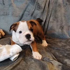 English bulldog puppies - Image 5
