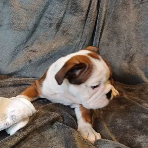 English bulldog puppies - Image 6