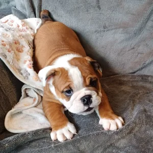 English bulldog puppies - Image 7