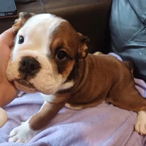 English bulldog puppies