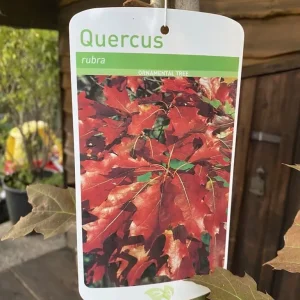 Red Oak Tree - Image 2