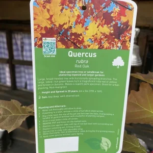 Red Oak Tree - Image 3