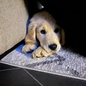Rex the dog - Image 2