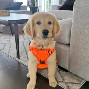 Rex the dog - Image 3