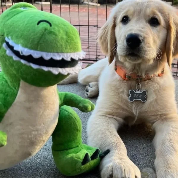 Rex the dog